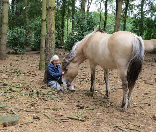 Boom, mens, paard